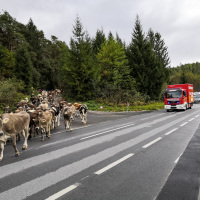 2022-09-17_Almabtrieb_03