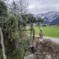 1_2025-04-17_THL-Baum_03