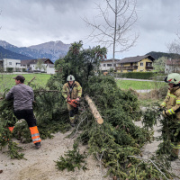2_2025-04-17_THL-Baum_04