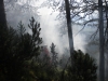 waldbrand-38-jpg