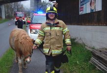 Feuerwehr Mieming im Wandel der Zeiten – Geschichte liest sich “wie ein Roman” Tierrettung in Obermieming – Absturz eines Ponys, Foto: Freiwillige Feuerwehr Mieming