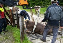 Tierrettung beim Viehauftrieb – Kuh steckte im Gatter fest