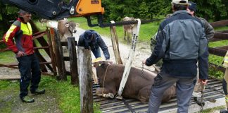 Tierrettung beim Viehauftrieb – Kuh steckte im Gatter fest