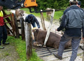 Tierrettung beim Viehauftrieb – Kuh steckte im Gatter fest