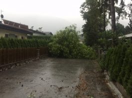 Umgestürzter Baum