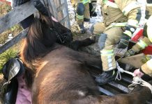 Happy End trotz dramatischer Minuten für ein Isländer Pferd beim Ausritt !