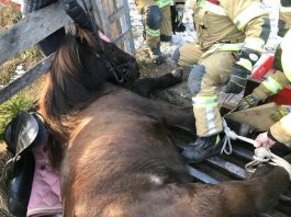 Happy End trotz dramatischer Minuten für ein Isländer Pferd beim Ausritt !