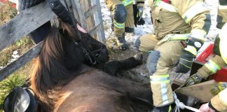 Happy End trotz dramatischer Minuten für ein Isländer Pferd beim Ausritt !