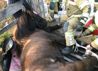 Happy End trotz dramatischer Minuten für ein Isländer Pferd beim Ausritt !