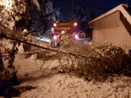 Umgestürzte Bäume durch Schnee