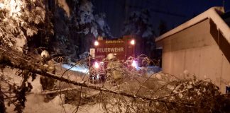 Umgestürzte Bäume durch Schnee