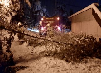 Umgestürzte Bäume durch Schnee