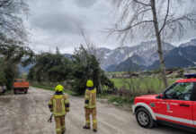 Baum drohte umzufallen