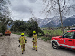 Baum drohte umzufallen
